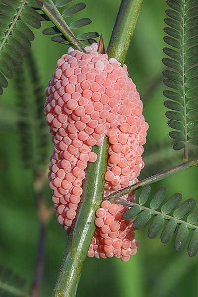 File:Golden apple snail eggs.jpg