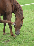 Un cheval marron se gratte la tête à l'aide du sabot de sa jambe arrière.