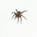 სახლის ობობა (Tegenaria domestica)