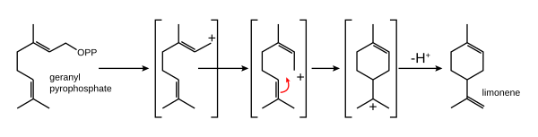 Biosynthèse du limonène.