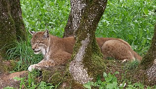 Luchs