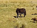 Finally, the colt stood up and got some love from momma. This was literally under 10 minutes from when it was born. If only we could walk so fast.