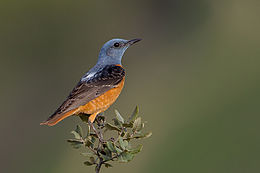 Margasis akmeninis strazdas (Monticola saxatilis)