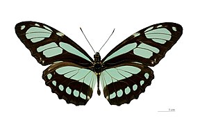 Museum specimen ♂ dorsal side