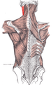 Músculs que connecten l'extremitat superior a la columna vertebral