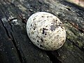 Egg on branch cavity; Midway Atoll, Hawaii