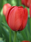 Tulipezenn