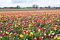 Tulpenfeld, Oregon, USA