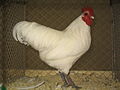 Weißer Zwerg-Australorp-Hahn