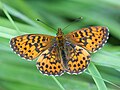 Braunfleckiger Perlmuttfalter (Boloria selene)