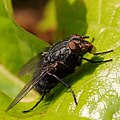 * Nomination Fly closeup --Martin Falbisoner 10:20, 16 January 2013 (UTC) * Decline  Oppose Unsharp, noisy, some moiré. --A.Savin 12:09, 16 January 2013 (UTC)