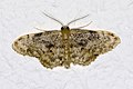 Idaea inquinata Roestige stipspanner