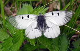 Fluture Apolo negru (Parnassius mnemosyne)