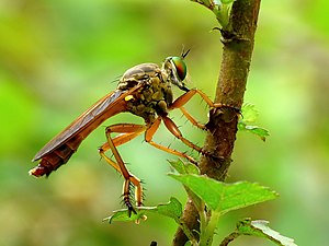 Flies (Diptera)