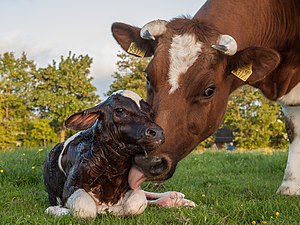 #12: New born calf of a Frisian red white cow. - Attribution: Uberprutser (License: CC BY-SA 3.0)