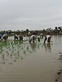 Plantada d'arròs al Parc Natural del Delta de l'Ebre