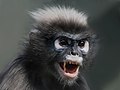 Leppene til ein sørleg brillelangur (Trachypithecus obscurus).