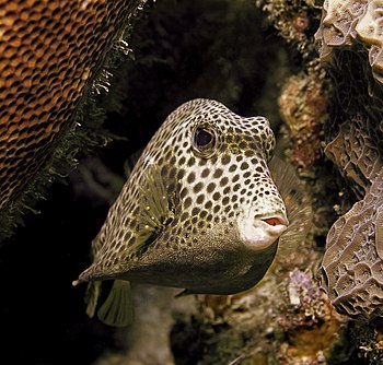 Spotted trunkfish