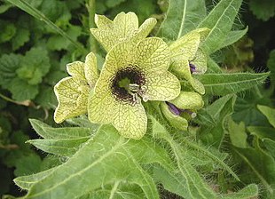 Bulmeurt (Hyoscyamus niger) Foto: Richard Adam.