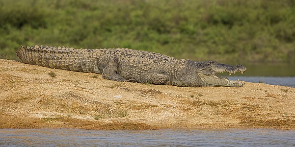 Mugger crocodile (Crocodylus palustris) Gal Oya