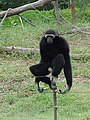 Withandgibbon (Hylobates lar)