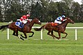 Twee renpaarden in rengalop