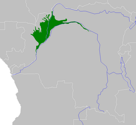 Westelijke Congolese moerasbossen