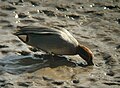 Male; River Tyne, Newcastle Business Park, Northumberland, England