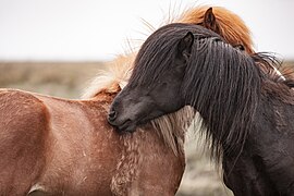 Un cheval roux et un cheval noir se grattent chacun avec leurs dents.