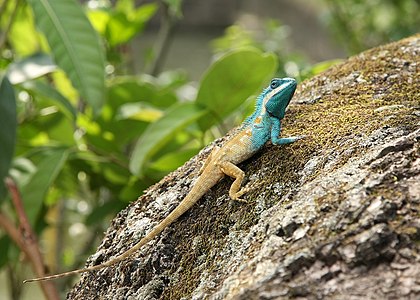 Calotes mystaceus (Indo-Chinese Forest Lizard)