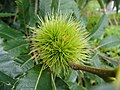 * Nomination A Sweet Chestnut fruit hanging at the tree. --Blackerking 10:49, 9 March 2013 (UTC) * Promotion Good quality. --JLPC 17:02, 9 March 2013 (UTC)