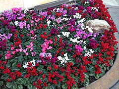 Cyclamen - Cyclamen persicum