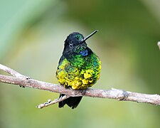 Dusky Starfrontlet (male).jpg