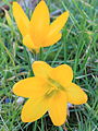 * Nomination Yellow Crocus (Crocus) in the lawn.--Famberhorst 17:48, 13 March 2013 (UTC) * Decline Sorry, but this one is blurry --Poco a poco 19:57, 13 March 2013 (UTC)