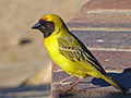 Tisserin à tête rousse (Ploceus velatus)