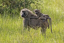 Olive baboon (Papio anubis) with juvenile