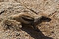 * Nomination: Xerus inauris - South African Ground Squirrel, Fuertaventura, Canary Islands, Spain. --Nikodem Nijaki 09:45, 3 March 2013 (UTC) * * Review needed