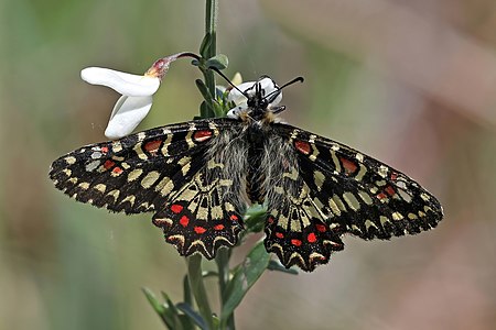 Zerynthia rumina (Spanish festoon)