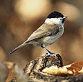 Italiano: Cincia bigia Parus palustris