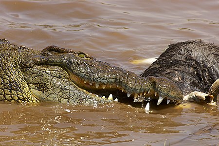 Crocodylus niloticus (Nile Crocodile)