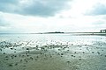 The Bay of Aarhus has several shallow coves (Egens Vig at Kalø Castle).