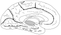 Gray's Fig. 727 – Medial surface of left cerebral hemisphere, viewed from the right side