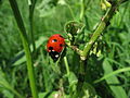 28. Hétpettyes katicabogár (Coccinella septempunctata) levéltetvekből álló lakomája egy gyomnövény szárán (javítás)/(csere)