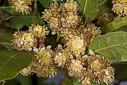 (Laurus nobilis)