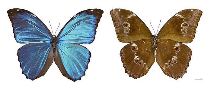 ♂ Morpho menelaus subsp. huebneri (Menelaus Blue Morpho)