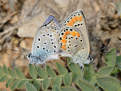 ♀ ♂ Plebejus pylaon subsp. nichollae (Zephyr Blue), mating