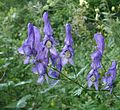 Aconitum variegatumの花