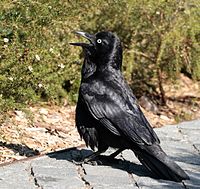 Australian raven