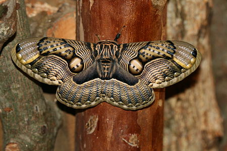 Brahmaea wallichii subsp. insulata (Owl Moth)