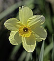 Daffodil (Narcissus)